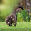 Nosal belohuby - Nasua narica - White-nosed Coati o5662